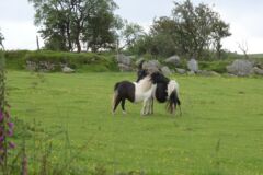 Wild ponies roam freely across Bodmin Moor. A few beeps of your horn will get them out of the way!